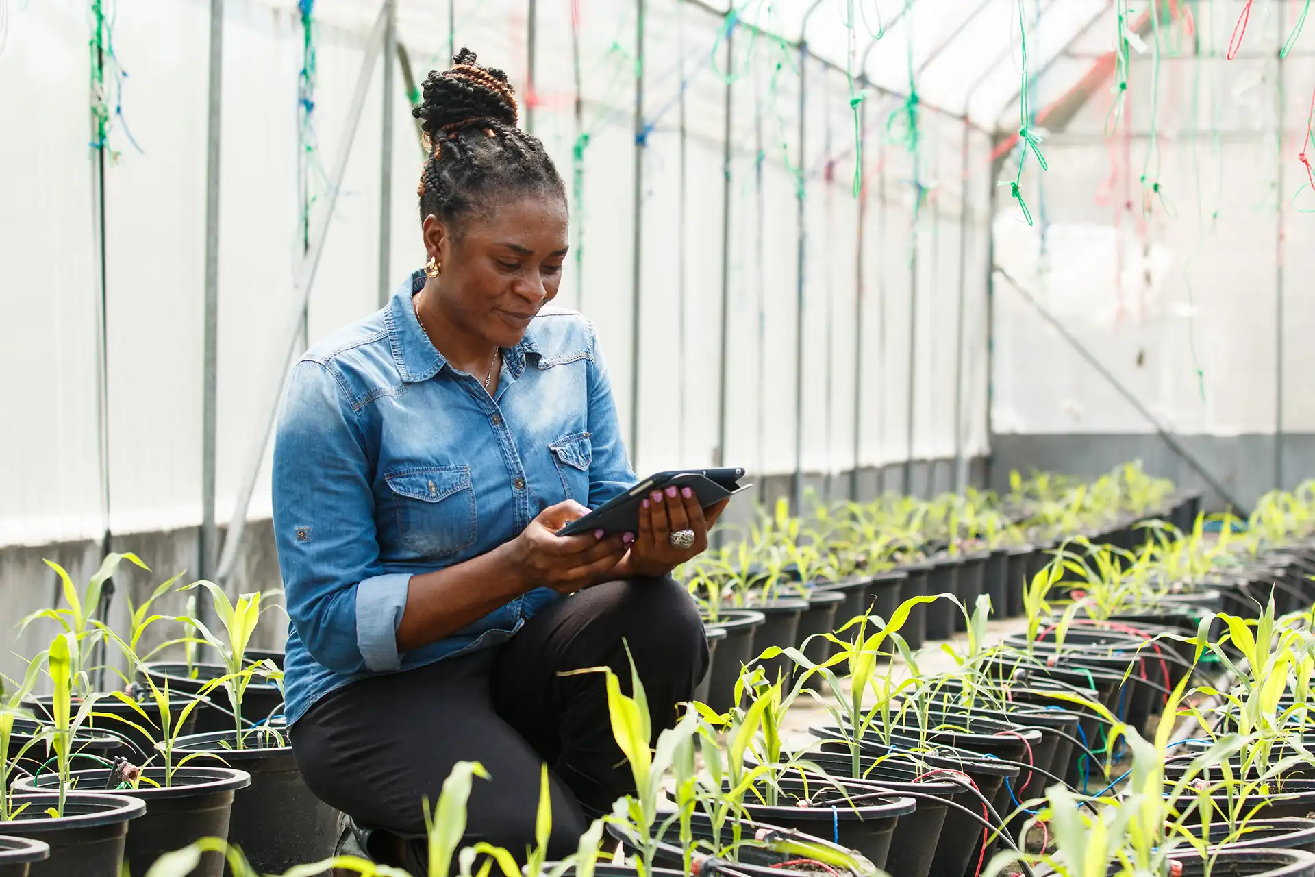 Agri-SMEs Access to Finance, Nigeria — Development Bank of Nigeria