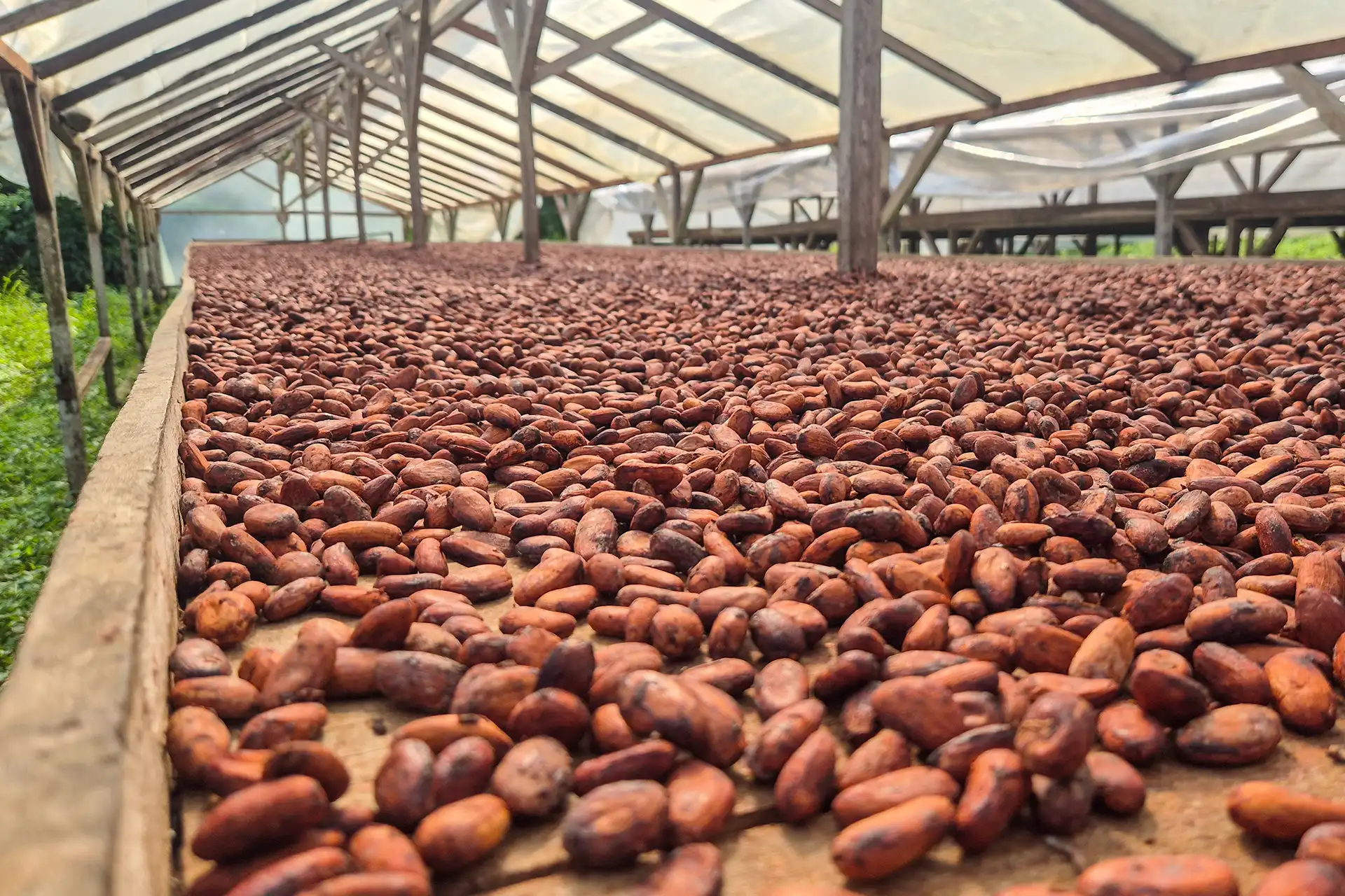 Cocoa Sourcing, Aggregation and Export — Sucres et Denrées