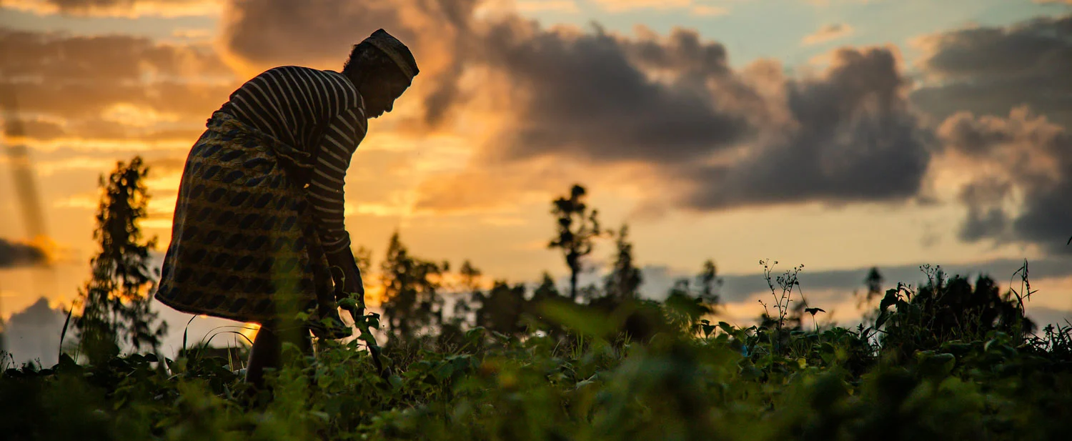 Madagascar's agriculture sector