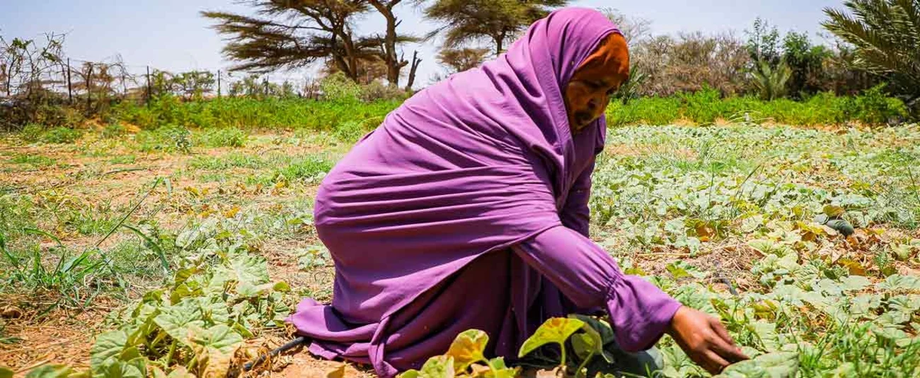 Somalia ARC Drought Insurance Payout
