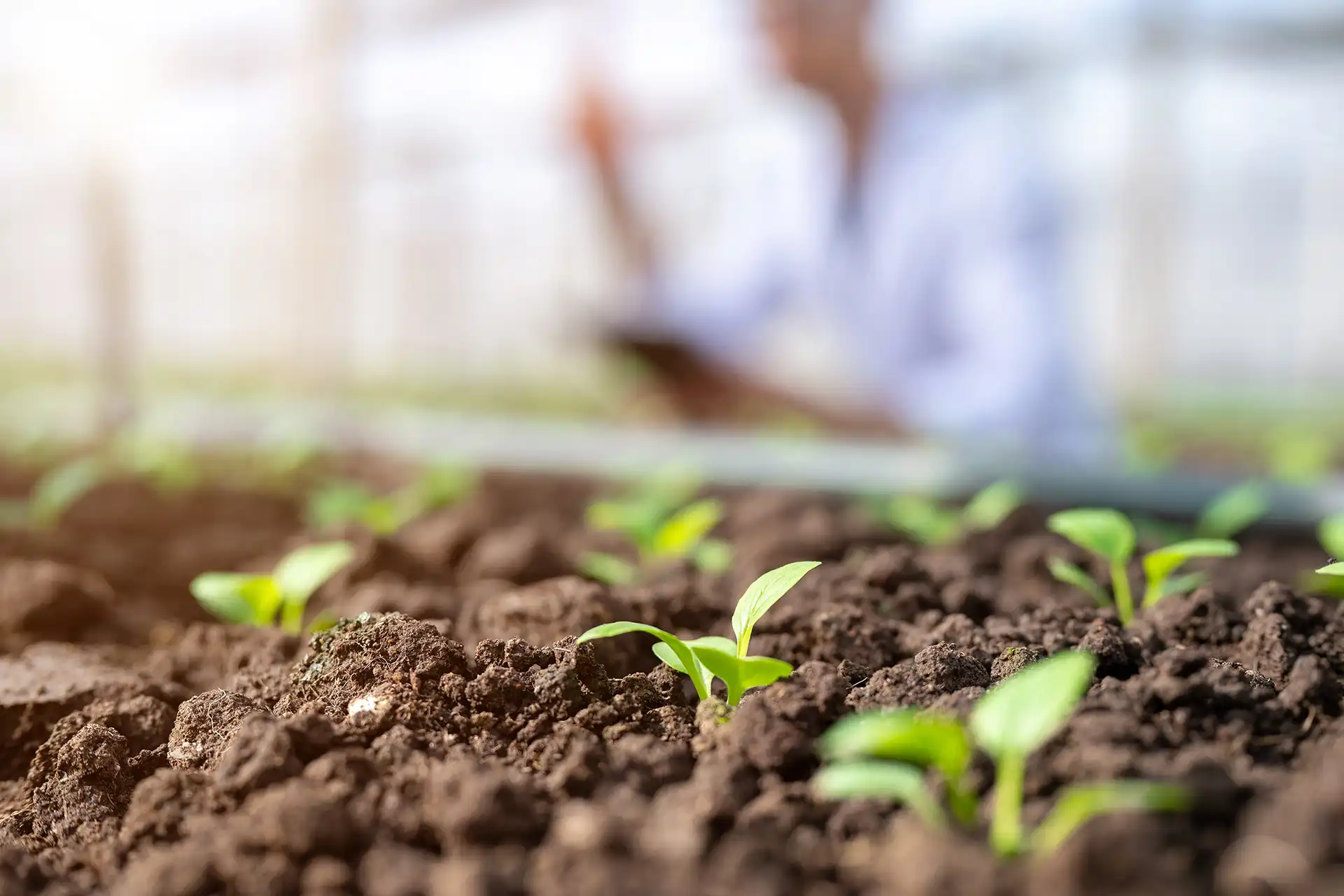 Soil Regenerative Technical Assistance Project — Export Trading Group