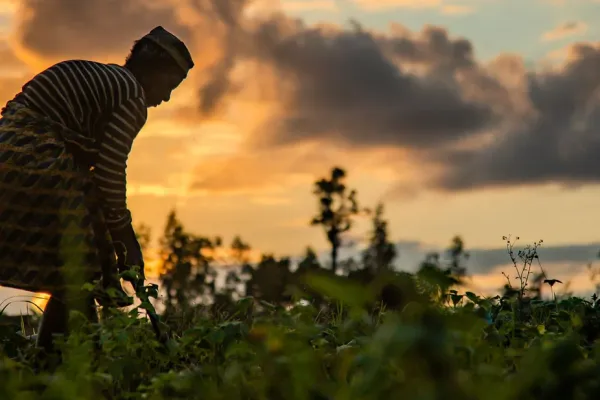 Madagascar's agriculture sector