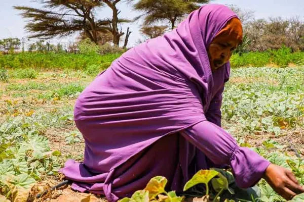 Somalia ARC Drought Insurance Payout